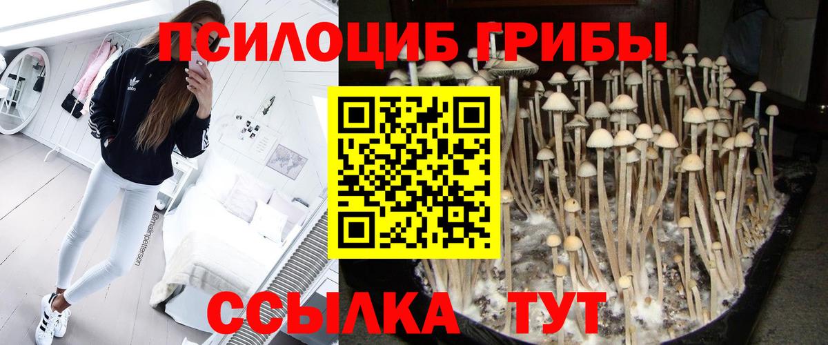 Галлюциногенные грибы Psilocybine cubensis  Вход с VPN  Советск 